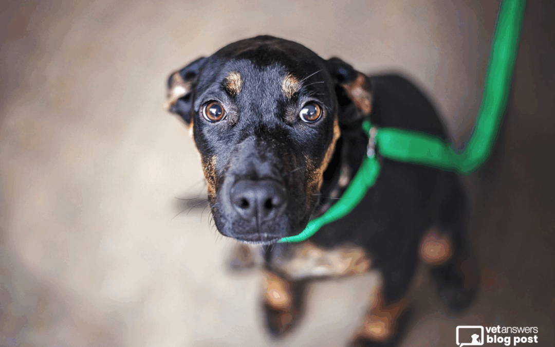 Decoding Dog Body Language: A Safety Guide for Veterinary Professionals